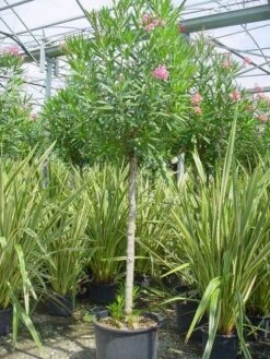 Oleander Als Boom (Nerium Oleander) -OL Planten Winkel 20101220114122 5 1