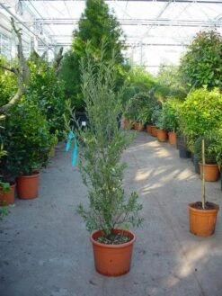 Olijf Als Struik (Olea Europaea) 17 Olijf Als Struik (Olea Europaea) -OL Planten Winkel 20101220120657 9 1