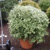 Schijnhulst In Bolvorm (Osmanthus Heterophyllus 'Goshiki') -OL Planten Winkel 20101220140510 2 2
