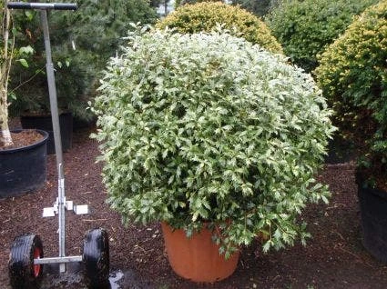 Schijnhulst In Bolvorm (Osmanthus Heterophyllus 'Goshiki') 3 Schijnhulst In Bolvorm (Osmanthus Heterophyllus 'Goshiki')