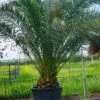 Canarische Dadelpalm (Phoenix Canariensis) 2 Canarische Dadelpalm (Phoenix Canariensis) -OL Planten Winkel 20101220144445 10