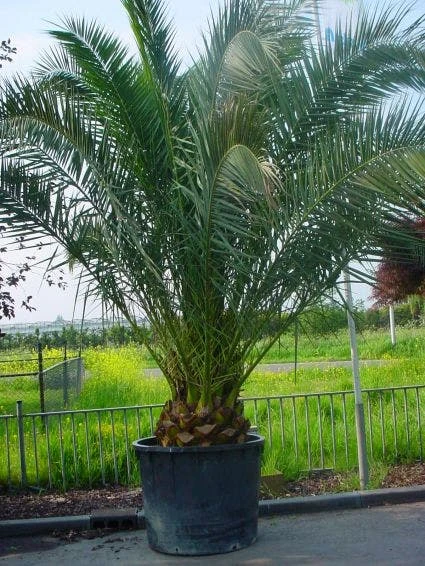 Canarische Dadelpalm (Phoenix Canariensis) 3 Canarische Dadelpalm (Phoenix Canariensis)