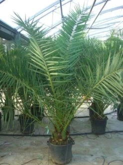 Canarische Dadelpalm (Phoenix Canariensis) 16 Canarische Dadelpalm (Phoenix Canariensis) -OL Planten Winkel 20101220144503 10