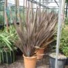 Nieuw Zeelands Vlas (Phormium Tenax 'Purpureum') 1 Nieuw Zeelands Vlas (Phormium Tenax 'Purpureum') -OL Planten Winkel 20101220145115 7