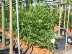 Bamboe (Phyllostachys Aurea) -OL Planten Winkel 20101220162232 13