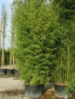 Bamboe (Phyllostachys Aurea) -OL Planten Winkel 20101220162254 13