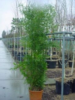 Bamboe (Phyllostachys Bissetii) 9 Bamboe (Phyllostachys Bissetii) -OL Planten Winkel 20101220163635 7