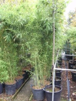 Bamboe (Phyllostachys Viridiglaucescens) -OL Planten Winkel 20101220165246 11