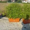 Bamboe Als Meeneemhaag (Phyllostachys Aurea) 2 Bamboe Als Meeneemhaag (Phyllostachys Aurea) -OL Planten Winkel 20101220170943 1