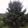 Spar (Picea Breweriana) -OL Planten Winkel 20101220171250 4