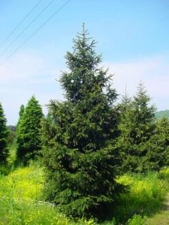 Kaukasische Spar (Picea Orientalis 'Aureospicata') -OL Planten Winkel 20101220171431 9