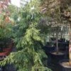 Kaukasische Spar (Picea Orientalis 'Aureospicata') -OL Planten Winkel 20101220171450 9 1