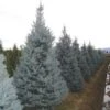 Amerikaanse Blauwe Spar (Picea Pungens 'Fat Albert') -OL Planten Winkel 20101220171738 7