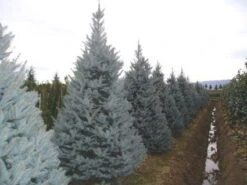 Amerikaanse Blauwe Spar (Picea Pungens 'Fat Albert')