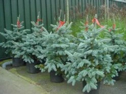 Spar (Picea Pungens 'Hoopsii') -OL Planten Winkel 20101220172803 13 1
