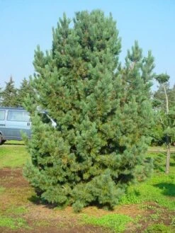 Alpenden (Pinus Cembra) -OL Planten Winkel 20101221111011 10