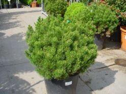 Bergden (Pinus Mugo Mughus) -OL Planten Winkel 20101221111117 13