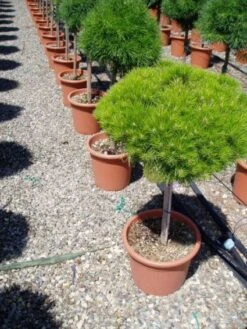 Den Op Stam (Pinus Nigra 'Brepo') -OL Planten Winkel 20101221111509 4