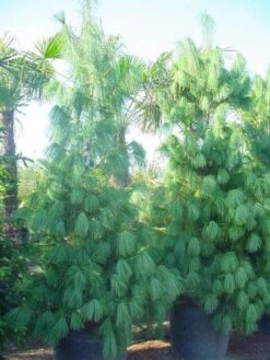 Treurden (Pinus Wallichiana) -OL Planten Winkel 20101221134541 14