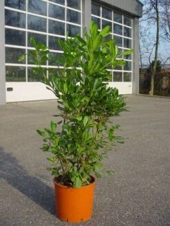 Australische Laurier (Pittosporum Tobira) -OL Planten Winkel 20101221140900 6