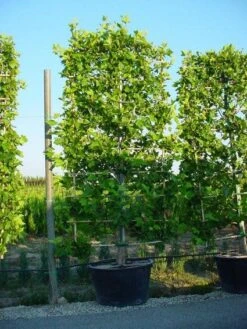 Plataan Als Leivorm (Platanus Hispanica) -OL Planten Winkel 20101221145019 2