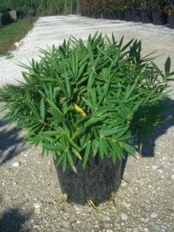 Bamboe (Pleioblastus Pygmaeus) -OL Planten Winkel 20101221154317 2