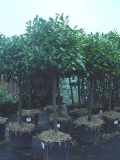 Laurierkers Op Stam (Prunus Laurocerasus 'Rotundifolia')