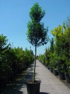 Portugese Laurier Als Boom (Prunus Lusitanica 'Angustifolia') -OL Planten Winkel 20101221161730 7 1