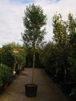 Portugese Laurier Als Boom (Prunus Lusitanica 'Angustifolia') 16 Portugese Laurier Als Boom (Prunus Lusitanica 'Angustifolia') -OL Planten Winkel 20101221161745 7