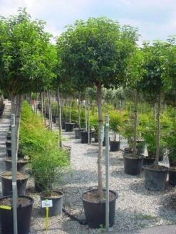 Portugese Laurier Op Stam (Prunus Lusitanica 'Angustifolia') -OL Planten Winkel 20101221164022 5