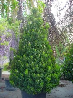 Portugese Laurier, Piramide (Prunus Lusitanica ) -OL Planten Winkel 20101221164936 8 1