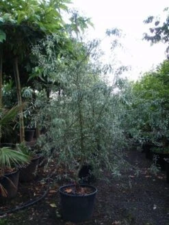 Sierpeer Als Struik (Pyrus Salicifolia 'Pendula') -OL Planten Winkel 20101224153119 6