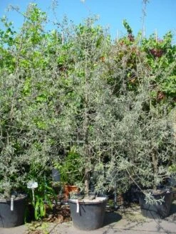 Sierpeer Als Struik (Pyrus Salicifolia 'Pendula') -OL Planten Winkel 20101224153132 6