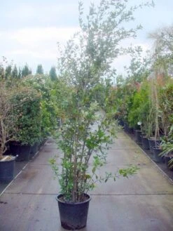 Steeneik Als Struik (Quercus Ilex) 27 Steeneik Als Struik (Quercus Ilex) -OL Planten Winkel 20101224154115 12 1