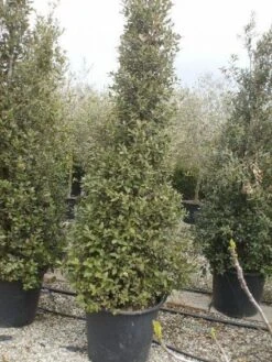 Steeneik Als Piramide (Quercus Ilex) -OL Planten Winkel 20101224170726 6 1