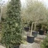 Steeneik Als Piramide (Quercus Ilex) -OL Planten Winkel 20101224170740 6 1
