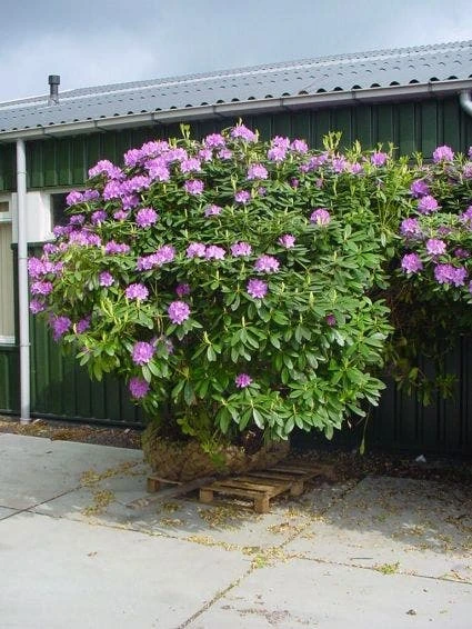 Rhododendron (Rhododendron Catawbiense 'Grandiflorum') 5 Rhododendron (Rhododendron Catawbiense 'Grandiflorum') - Afbeelding 3