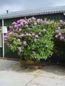 Rhododendron (Rhododendron Catawbiense 'Grandiflorum') -OL Planten Winkel 20101227172716 13