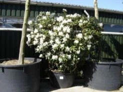 Rhododendron (Rhododendron 'Cunningham White') 36 Rhododendron (Rhododendron 'Cunningham White') -OL Planten Winkel 20101227172754 8 1