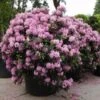 Rhododendron (Rhododendron 'Roseum Elegans')