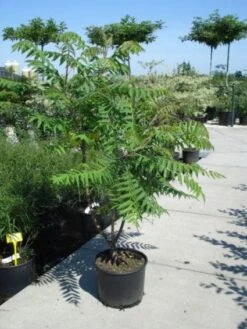 Fluweelboom, Struik (Rhus Typhina) -OL Planten Winkel 20101228110625 3