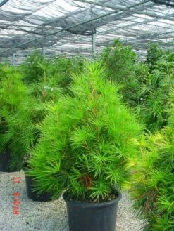 Japanse Parasolden (Sciadopitys Verticilata) 11 Japanse Parasolden (Sciadopitys Verticilata) -OL Planten Winkel 20101228133645 7