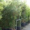 Bamboe (Semiarundinaria Fastuosa) -OL Planten Winkel 20101228134231 3
