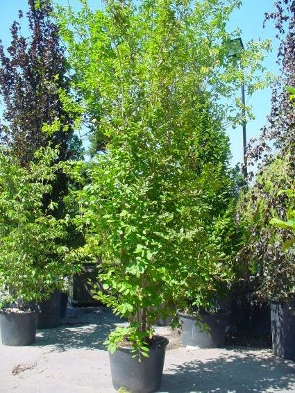 Schijncamelia (Stewartia Pseudocamellia) 3 Schijncamelia (Stewartia Pseudocamellia)