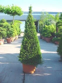 Taxus Als Pyramide (Taxus Baccata) -OL Planten Winkel 20101228152743 5