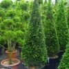 Taxus Als Kegel (Taxus Baccata) -OL Planten Winkel 20101229170914 9 1