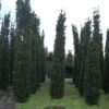 Zuiltaxus (Taxus Baccata 'Fastigiata Robusta') -OL Planten Winkel 20101230125518 17