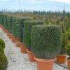 Taxus Als Kubus (Taxus Baccata) -OL Planten Winkel 20101230131047 2 1