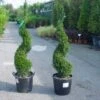 Taxus Als Spiraal (Taxus Baccata) -OL Planten Winkel 20101230131437 4 1