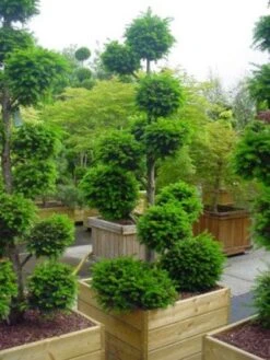 Taxus Als Bonsai (Taxus Baccata) -OL Planten Winkel 20101230131810 1 2